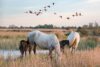 deux chevaux et et deux poulains dans la Camargue avec des oiseaux dans le ciel